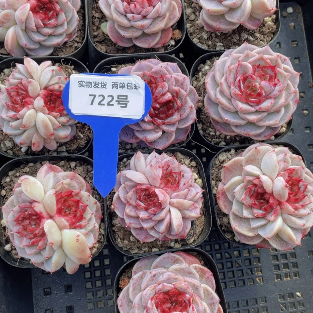 722号红丝绒糖心天鹅绒双花心一个