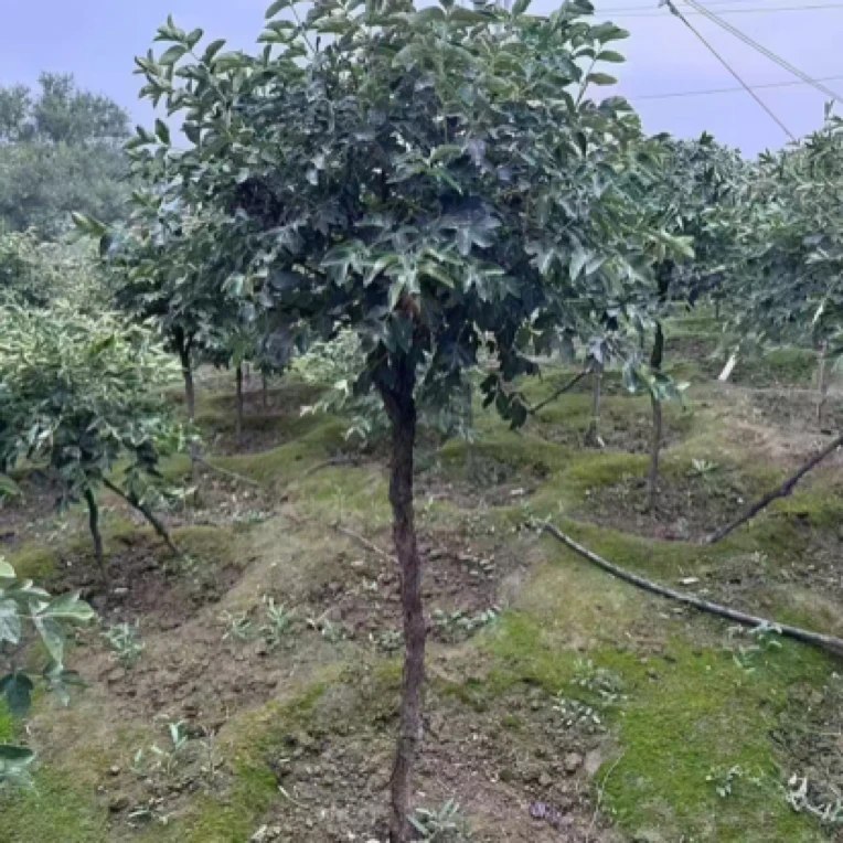 甘肃百年紫斑牡丹