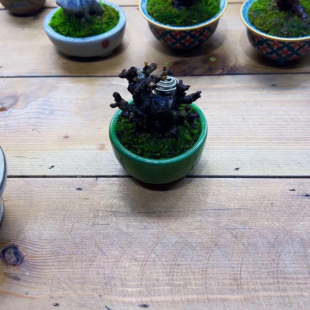 冬**光长寿梅小精品可爱