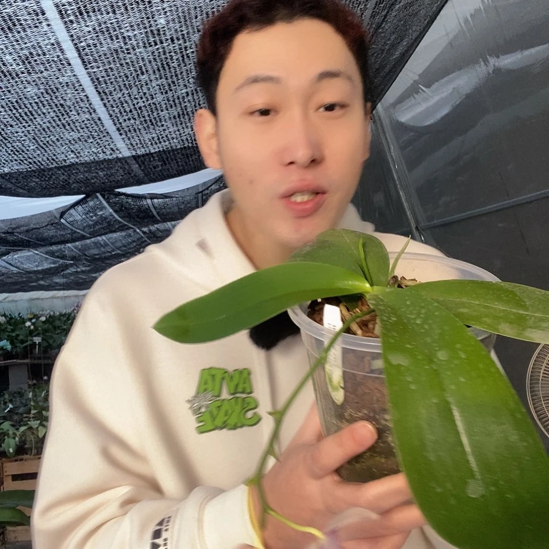 无花朵斑马824带花剑