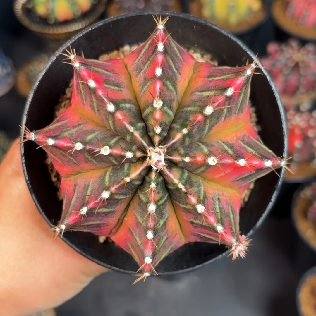 泰系米哈实生仙人球母本240