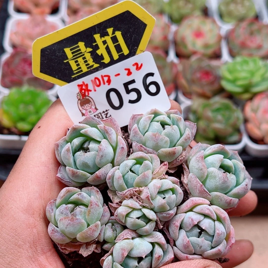 当前无花朵，栽培后可花朵