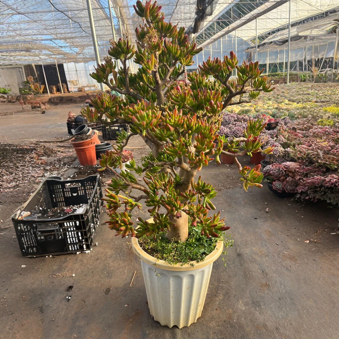 大号马蹄吸财树#WQ 雪山多肉 好看好养新手闭眼入一单包邮