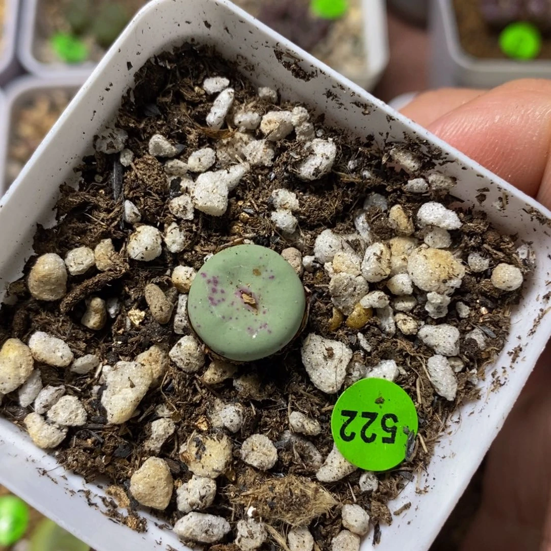 专拍漂亮多肉植物522