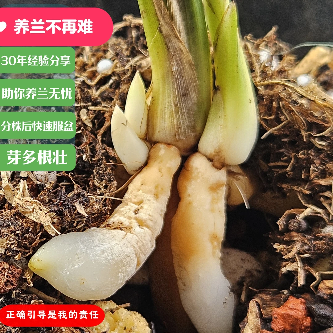 新品上市兰花护茎土[快速服盆不停顿]云南浙商兰苑