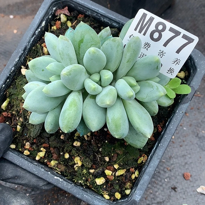 胖体哥特朵朵6头 多肉植物9.25号左右发