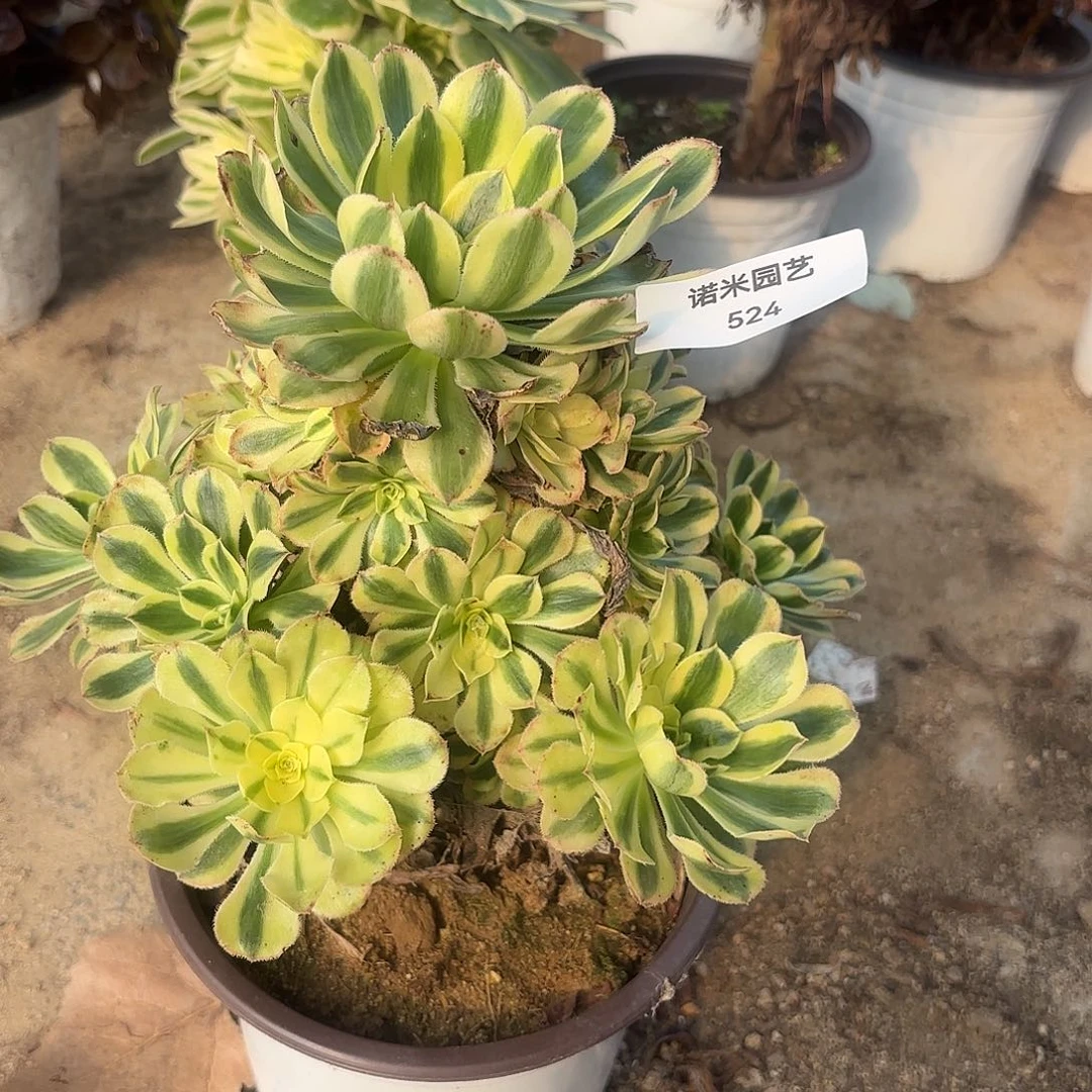 白兰地手捧多肉植物524