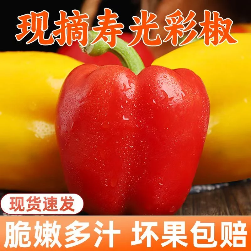 【顺丰包邮】山东新鲜现摘水果彩椒五彩椒生吃不辣红黄圆椒灯笼椒