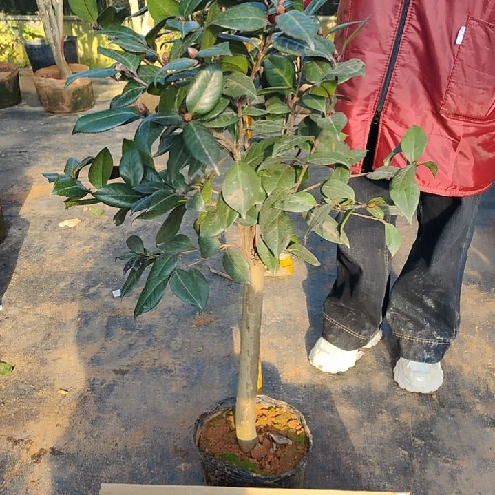 全部花苞红叶贝拉不包邮