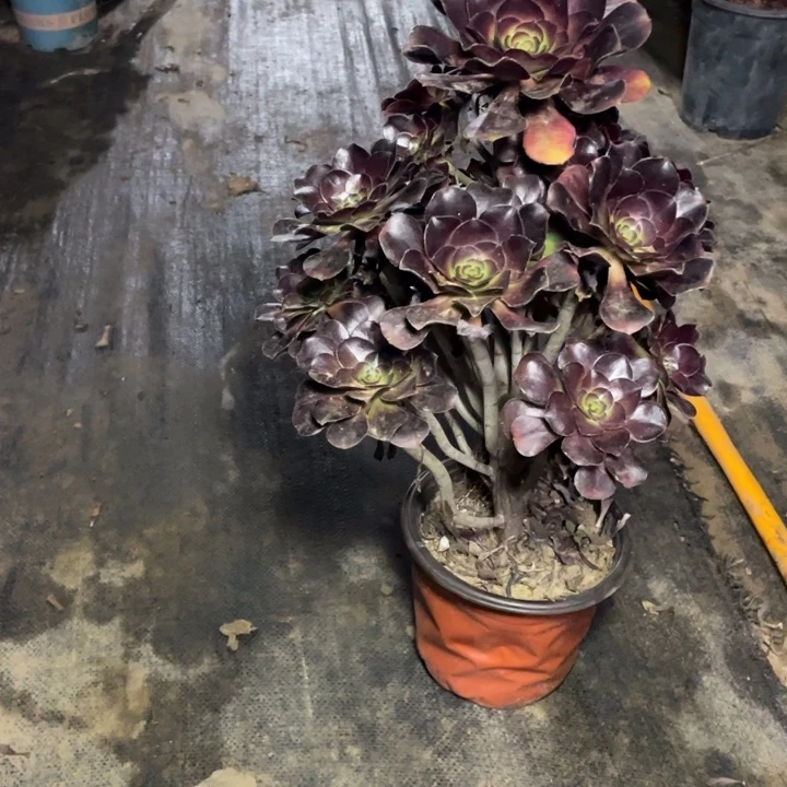 45圆叶多肉多肉植物多肉