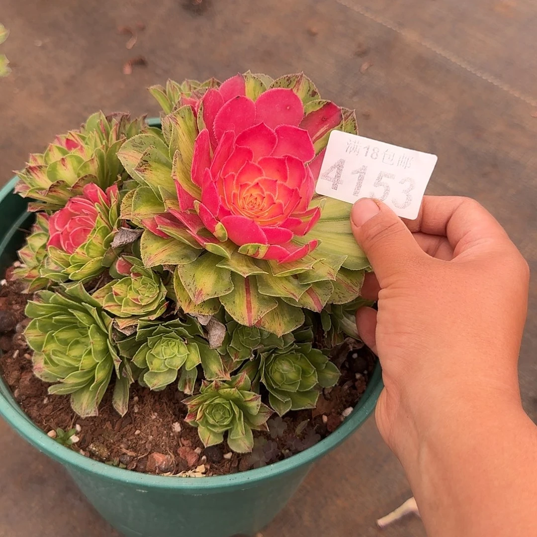 153 知否带根多肉植物