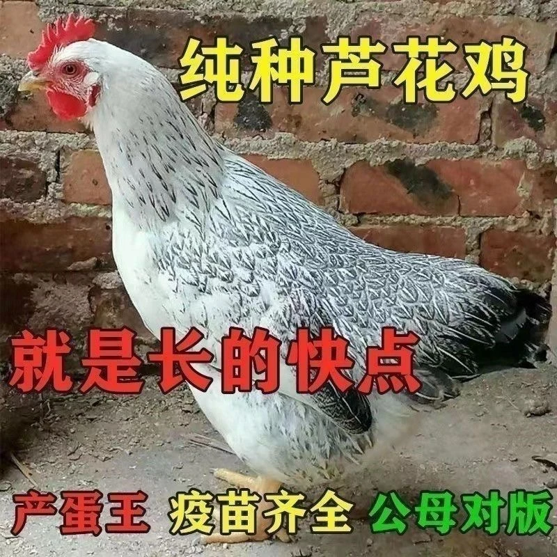 芦花长尾鸡稻花宠物鸡公母可选一斤左右发货包邮包路损