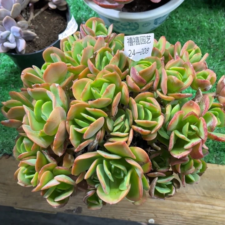24-208火焰玫瑰多肉植物