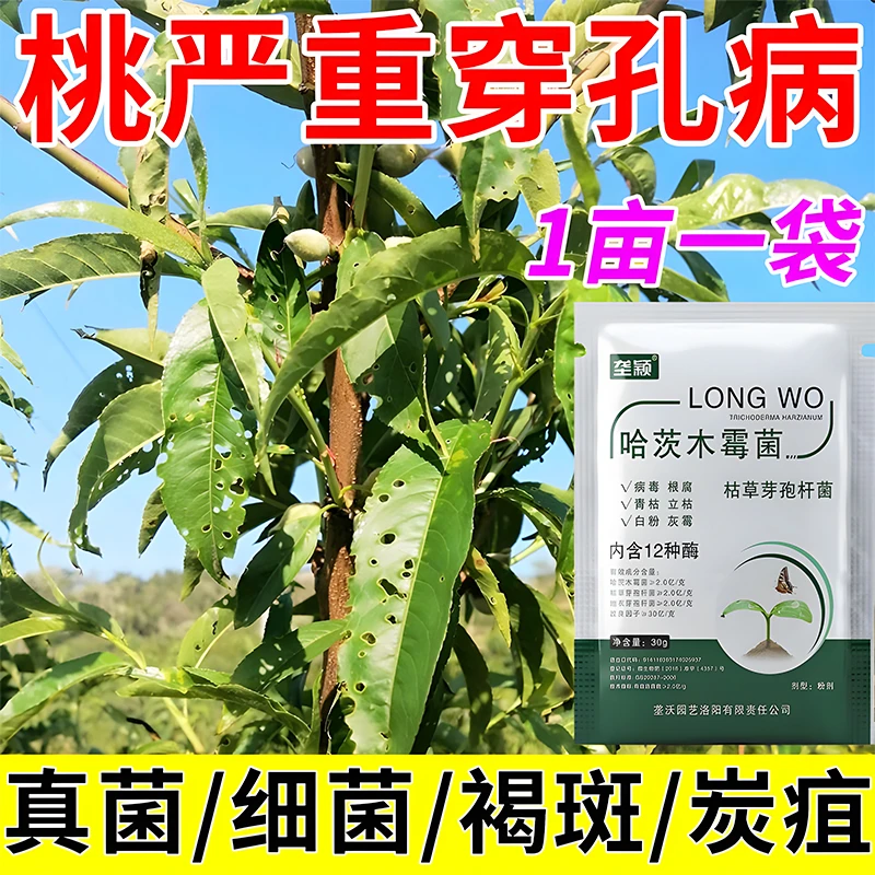 桃树穿孔病专用肥料细菌性缩叶褐腐疮痂煤污炭疽白粉流胶病除菌剂