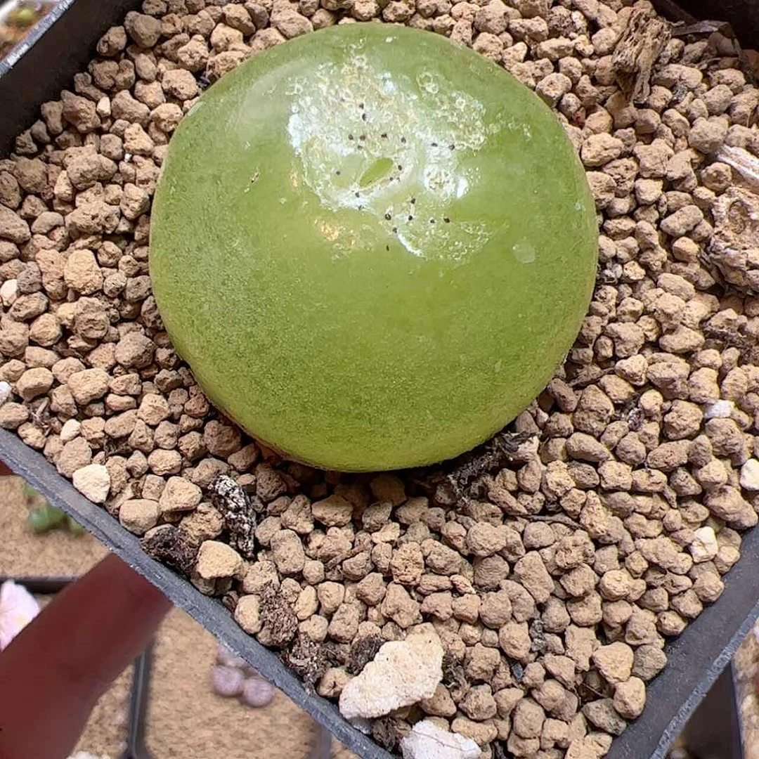 【闪购商品】170 大灯泡