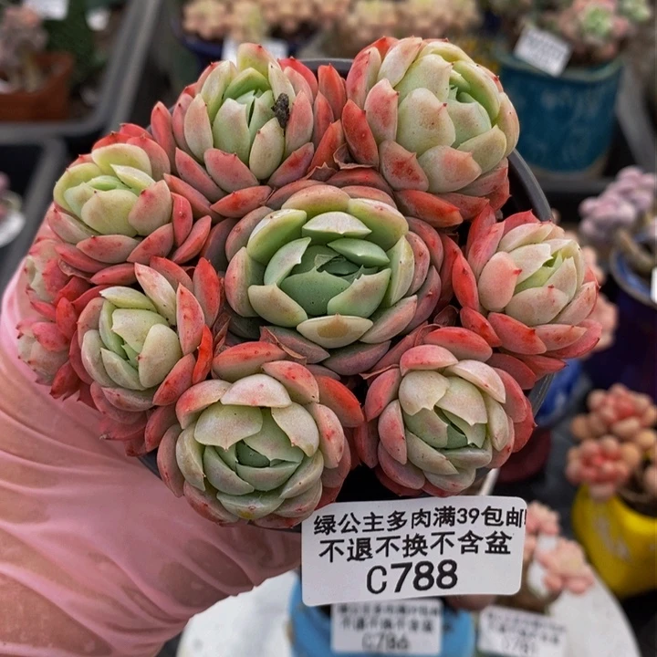 海棠贝瑞不包整7cm788多肉植物