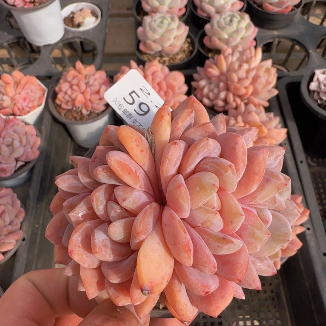 七*?四头朵朵橙梦露一颗