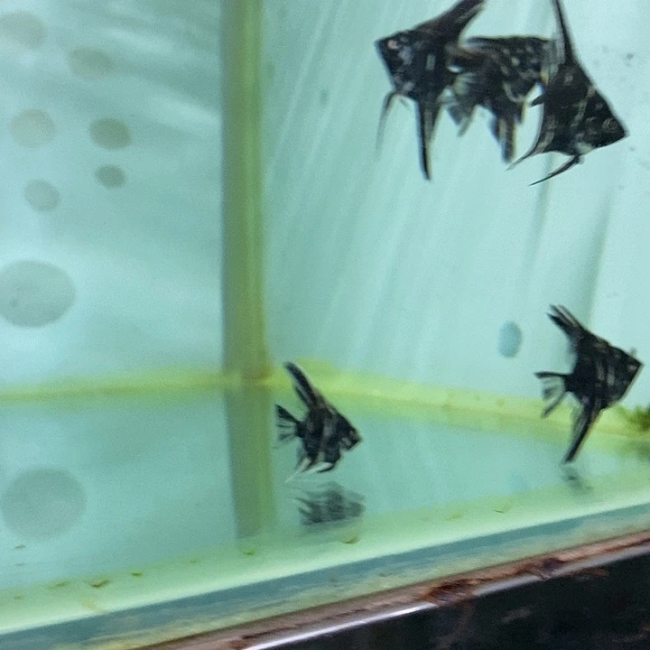 神仙鱼墨云石10条链接头至尾2-3厘米