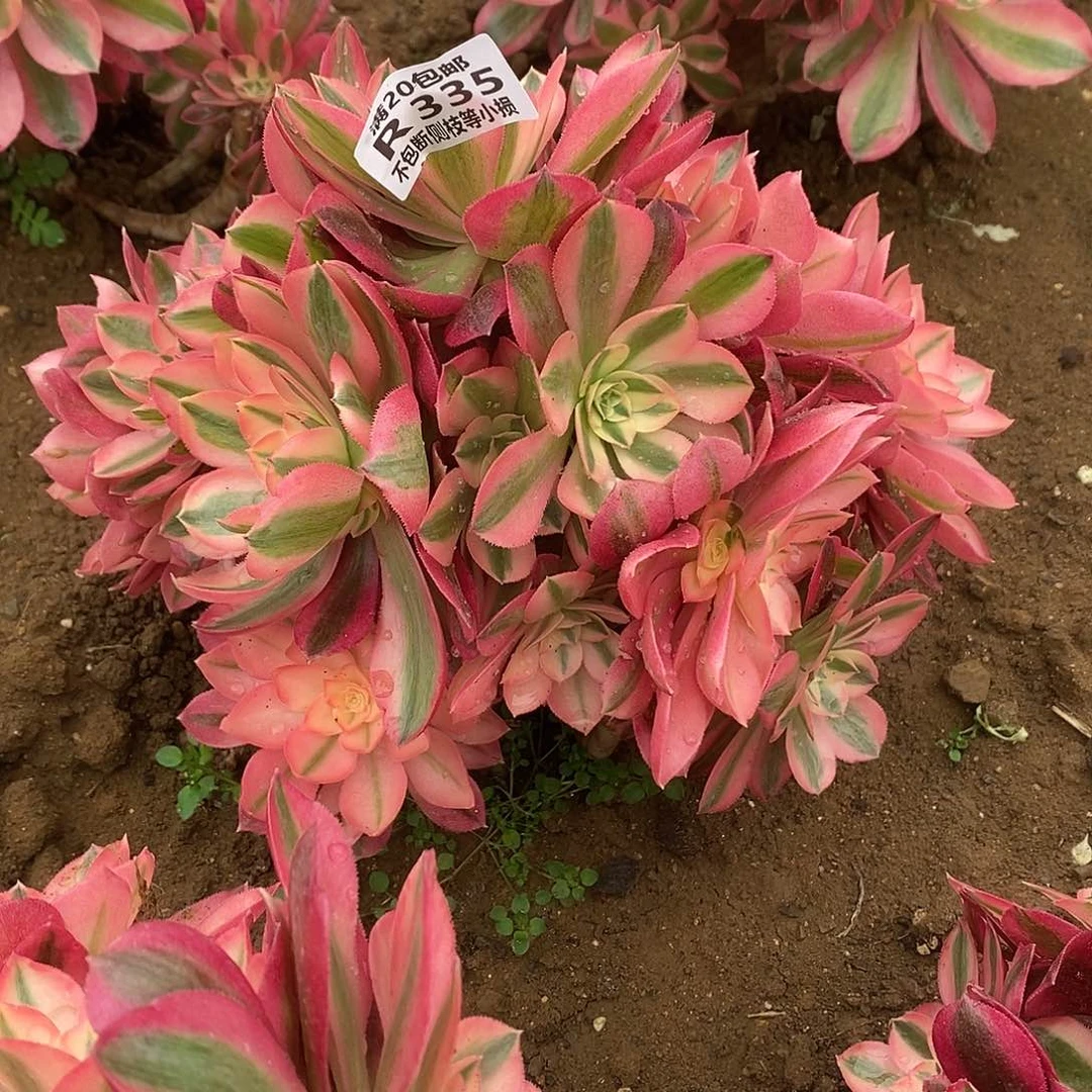 335女巫多肉法师锦多肉有砍