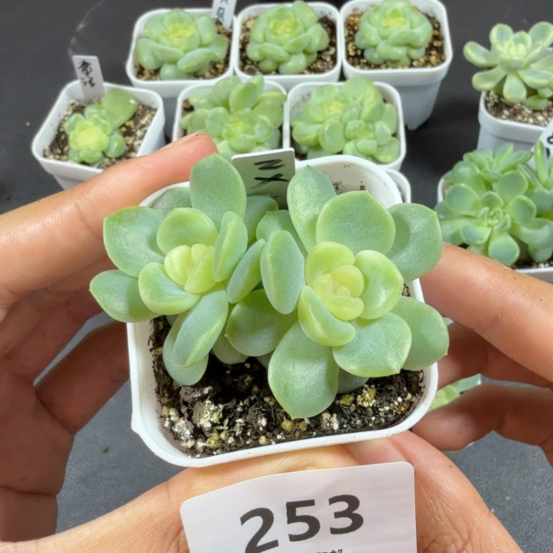 谪仙双头一物一拍253