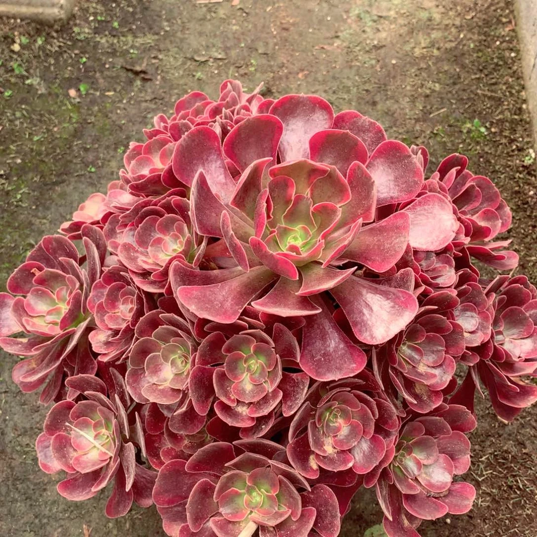 爱神捧花，多肉植物