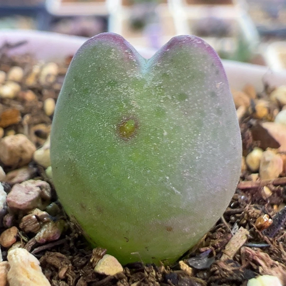 小皮卡  肉锥植物