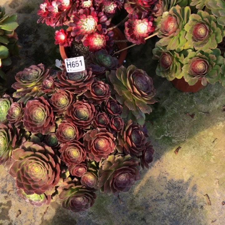 万圣节多肉6510000000