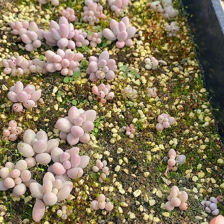 231 多肉植物盆栽花卉盆栽