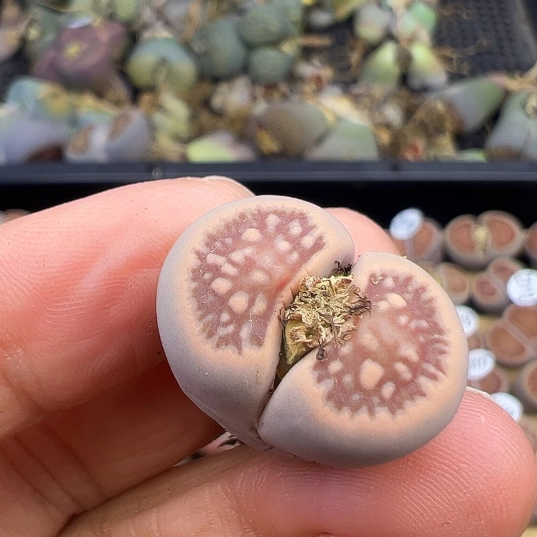 3129 生石花美菊福利炸