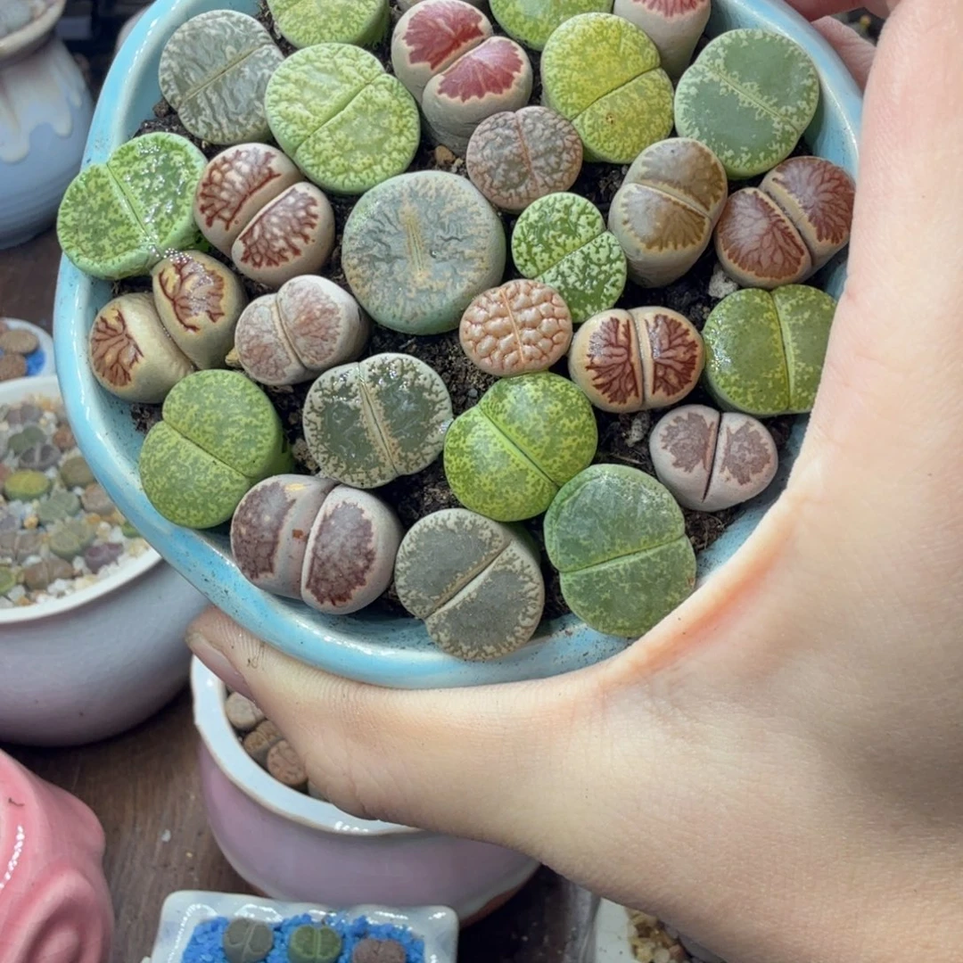 愿***者多肉植物的生长发育和生长743