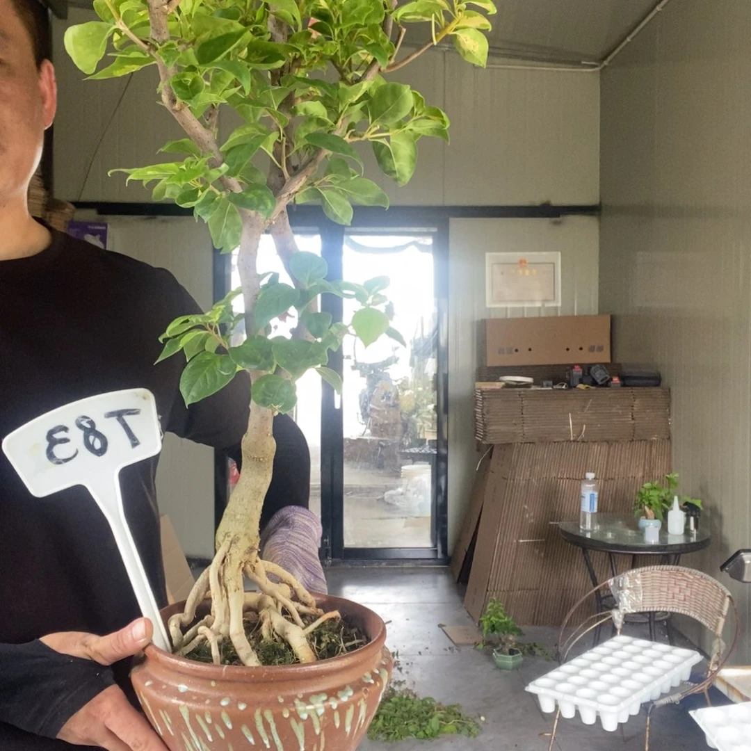 杨***亿无花朵三角梅金心橙白T83