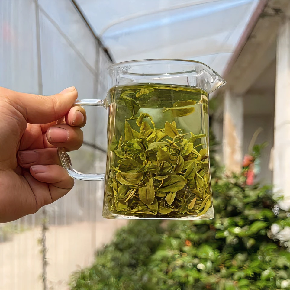 日照绿茶露天春茶鲜香板栗香原产地茶叶发货