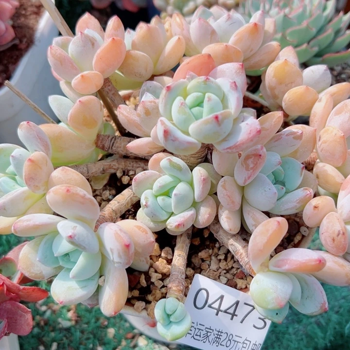 幸运儿是个很有才华又