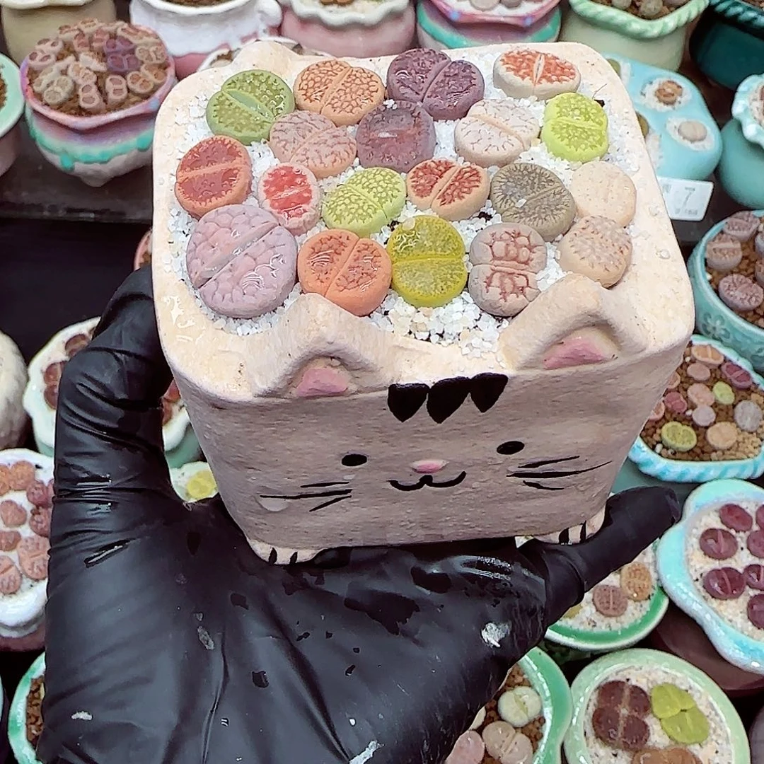 生石花满18包邮1227-19