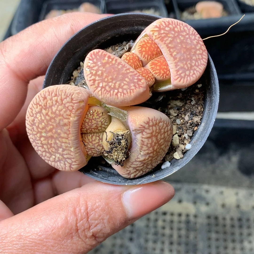 G41多肉植物保护研究所