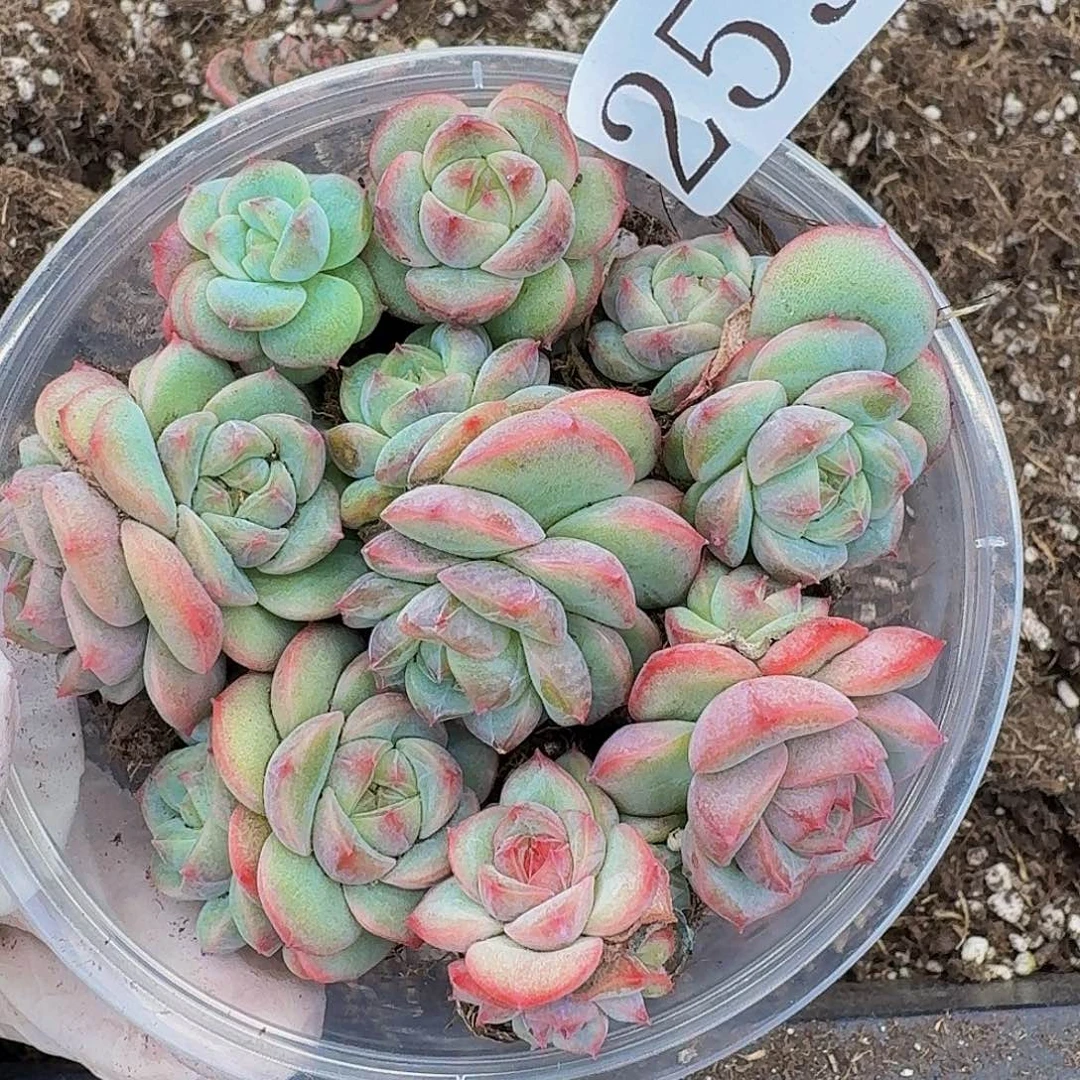 多肉植物多肉植物259