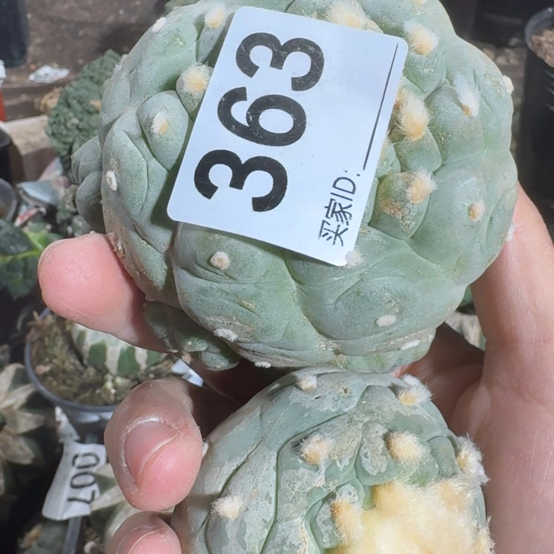 【闪购商品】用****8蓝白肌大尤鲜363