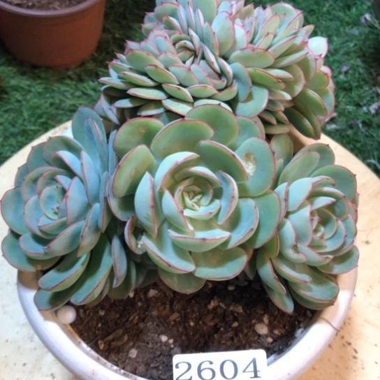 牡丹亭缀化，2604，一物一拍