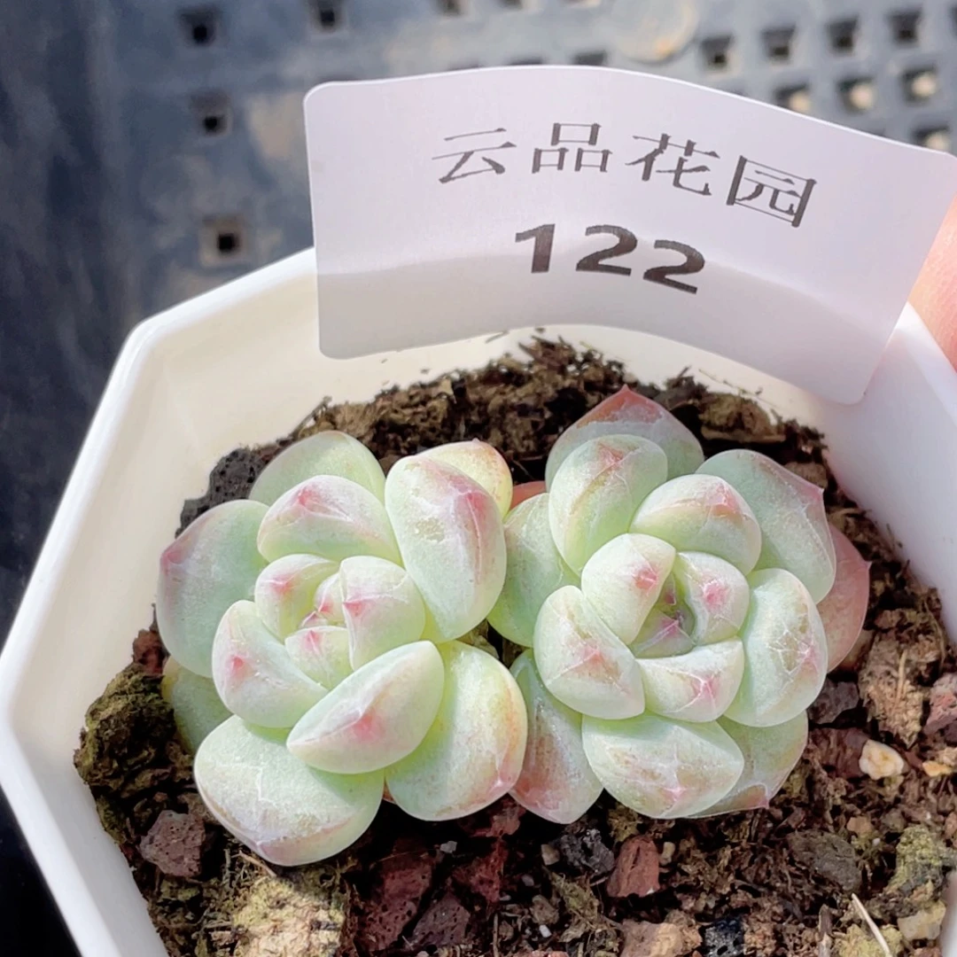 122号糖心冰心珍妮