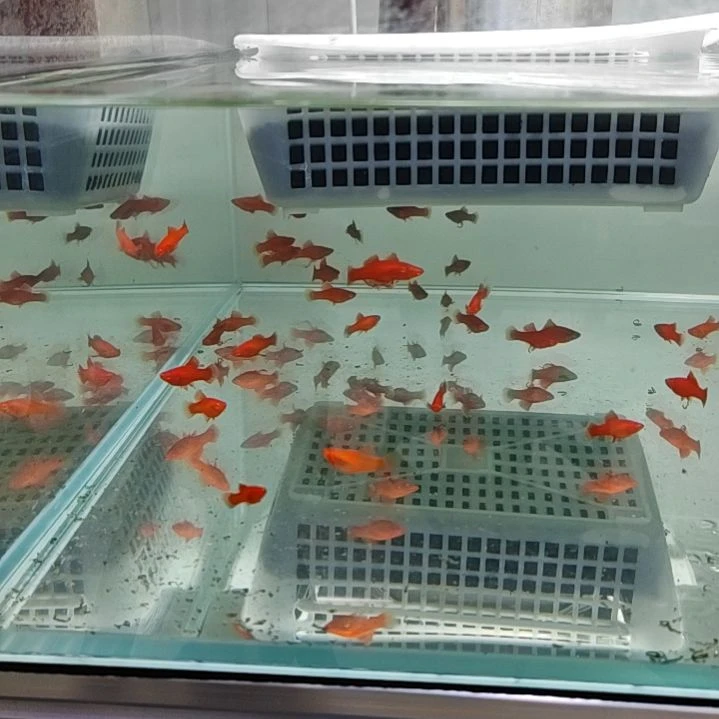 海水鱼高鳍红箭鱼