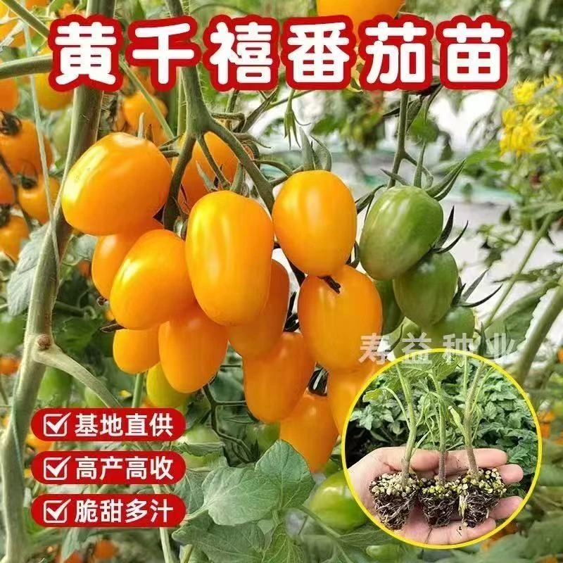 正品高产黄色圣女果种苗小番茄苗蔬菜苗西红柿种苗四季种植阳台