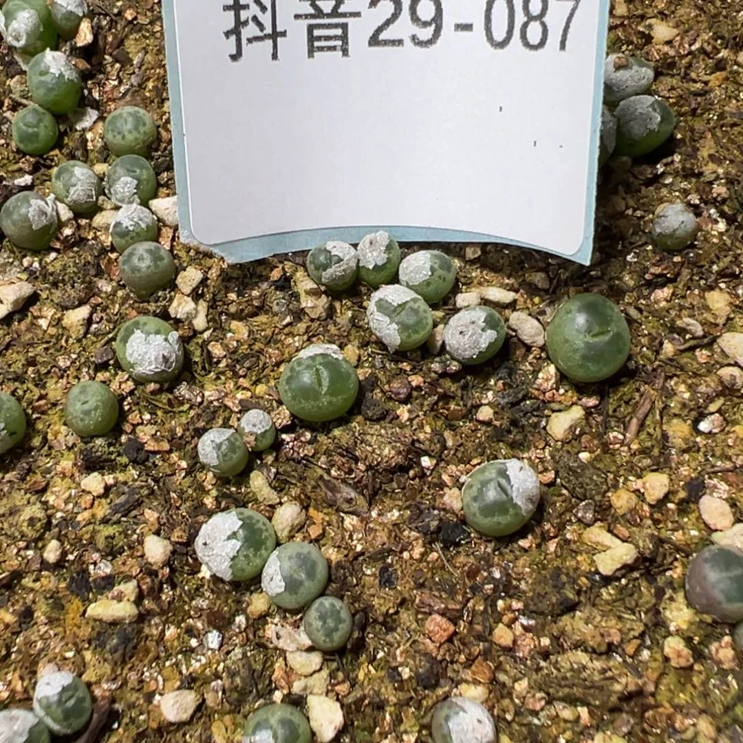 29-87量拍安粉风铃5颗