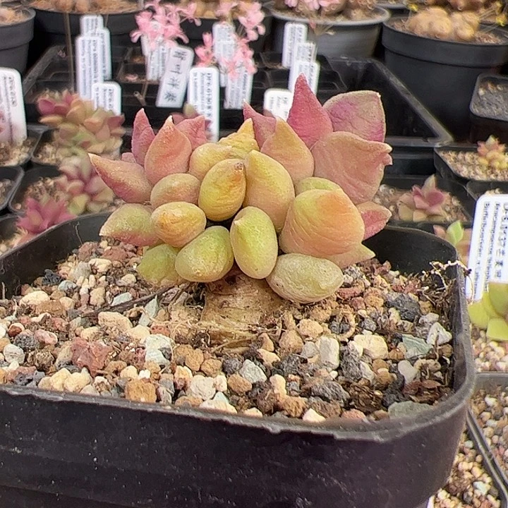 紫背绒莲系列-31-2