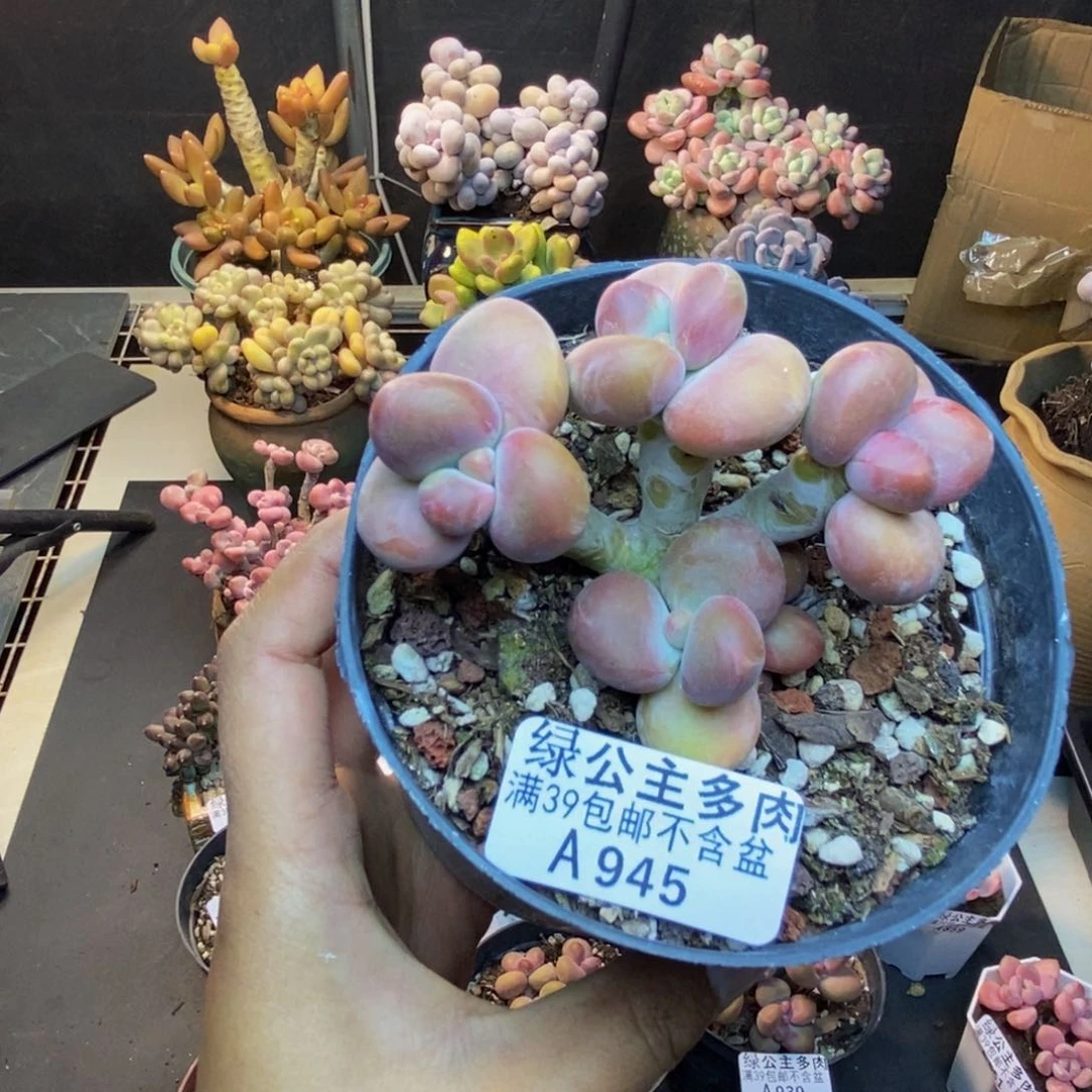 945芒果奶kk奶多肉7c m