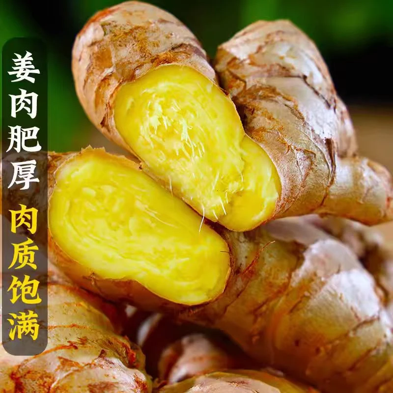 2025新云南小黄姜红河新鲜生姜老姜现挖高山沙姜土姜种子蔬菜9斤