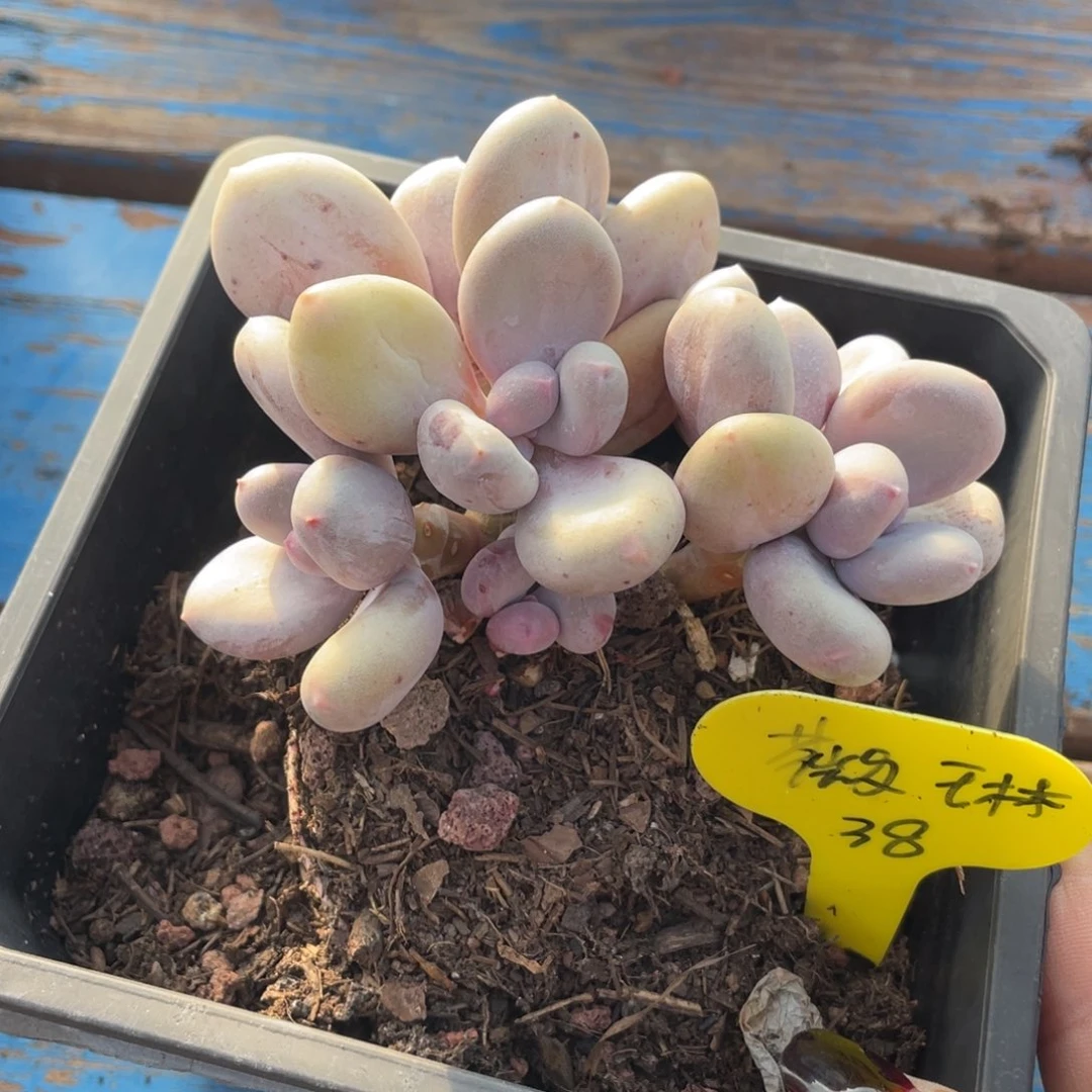 薇*大叶奶群生一个38