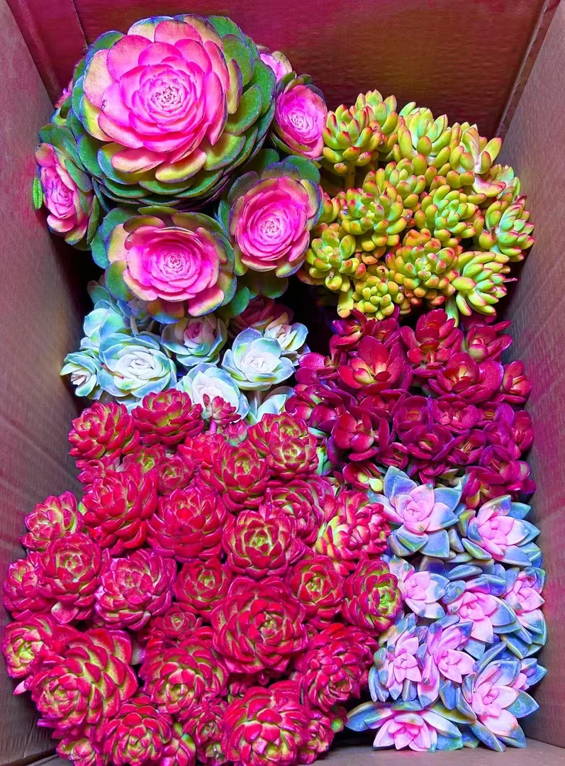 Y云南基地多肉植物清棚全部挑好的带盆带土发货新手好养！