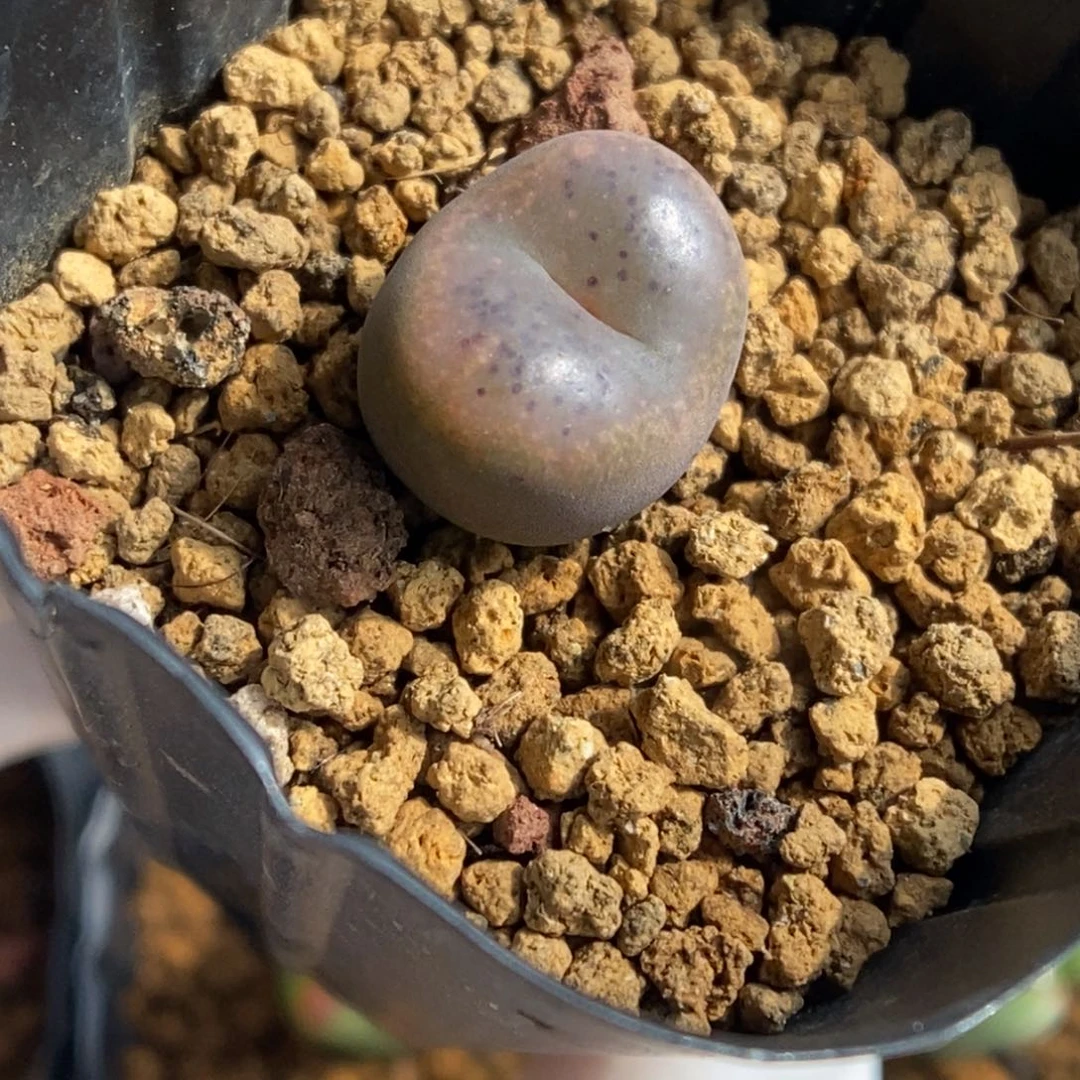 多肉植物肉锥杂交K-4980