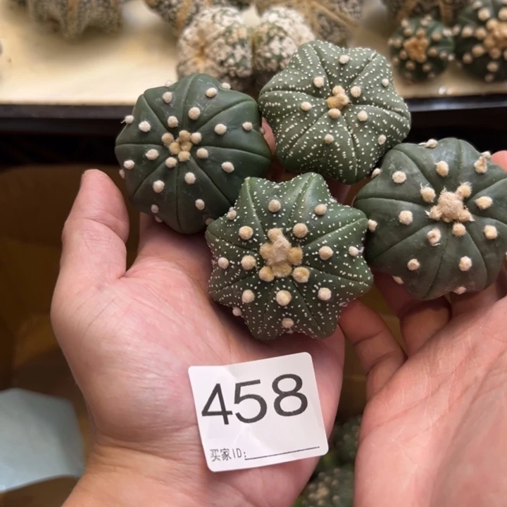 ঞ****兜星球仙人球458号4个