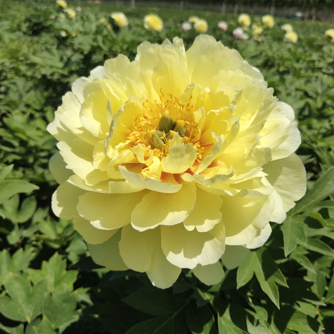 芍药《芭次拉》伊藤系列秋季发货